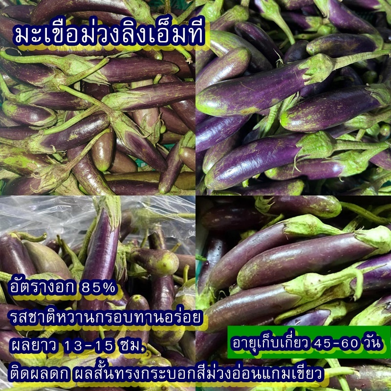 500+ เมล็ด เมล็ดมะเขือม่วงลิงเอ็มที (อัตรางอก 85% ติดผลดกผลสั้นทรงกระบอกสีม่วงอ่อนแกมเขียว ผิวเรียบ ผลยาว 13-15 ซม.)