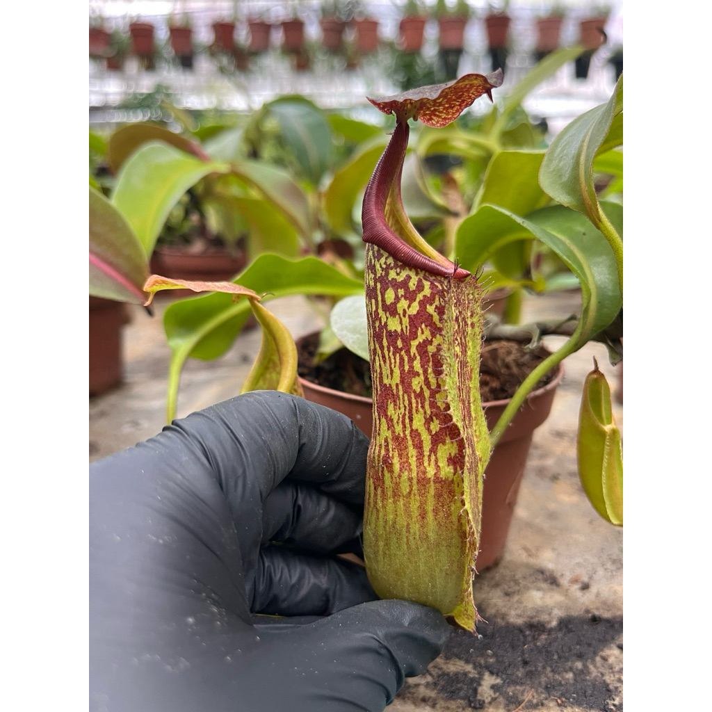 Maxima    Tiatawiran