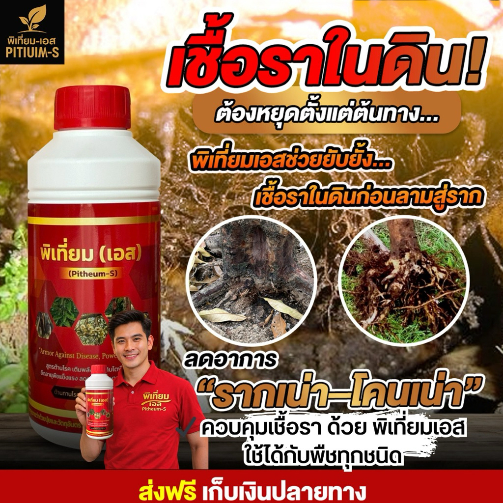 #พิเที่ยมเอส ป้องกันโรครากเน่า-โคนเน่า ราใบทุกชนิด ฟื้นต้นไว ลดการเหี่ยวร่วง ใช้ได้ทั้งราดและฉีดพ่น