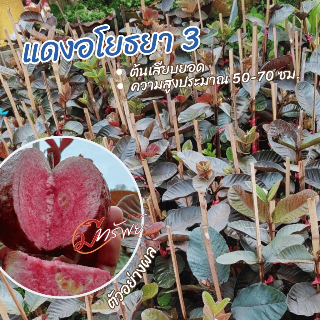แดงอโยธยา3 ฝรั่งแดงอโยธยาเบอร์3แท้100%รับประกันสายพันธุ์ต้นเสียบยอดตอโอกินาว่าสูง50-70ซ.มบช