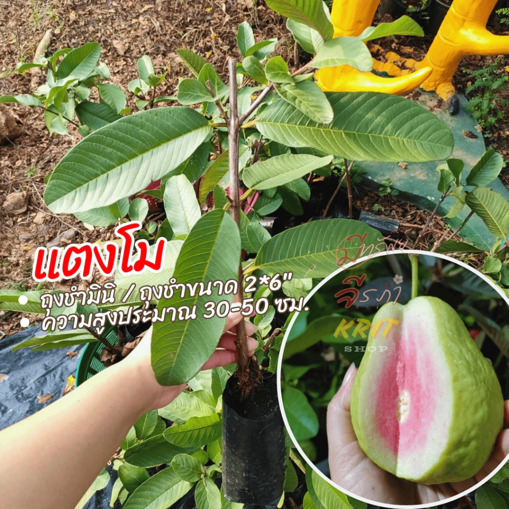 ฝรั่งไส้แดงแตงโมใส่ถุงดำขนาด2*6พร้อมปลูกลงดินได้เลยเหมาะกับมือใหม่มาก ฝรั่งไส้แดงแตงโมหรือซีกัวปาลารับประกันแท้100%