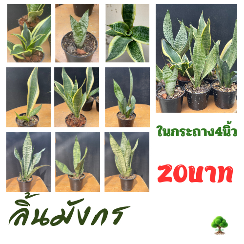 ต้นลิ้นมังกร ขนาดเล็กในกระถาง4นิ้ว