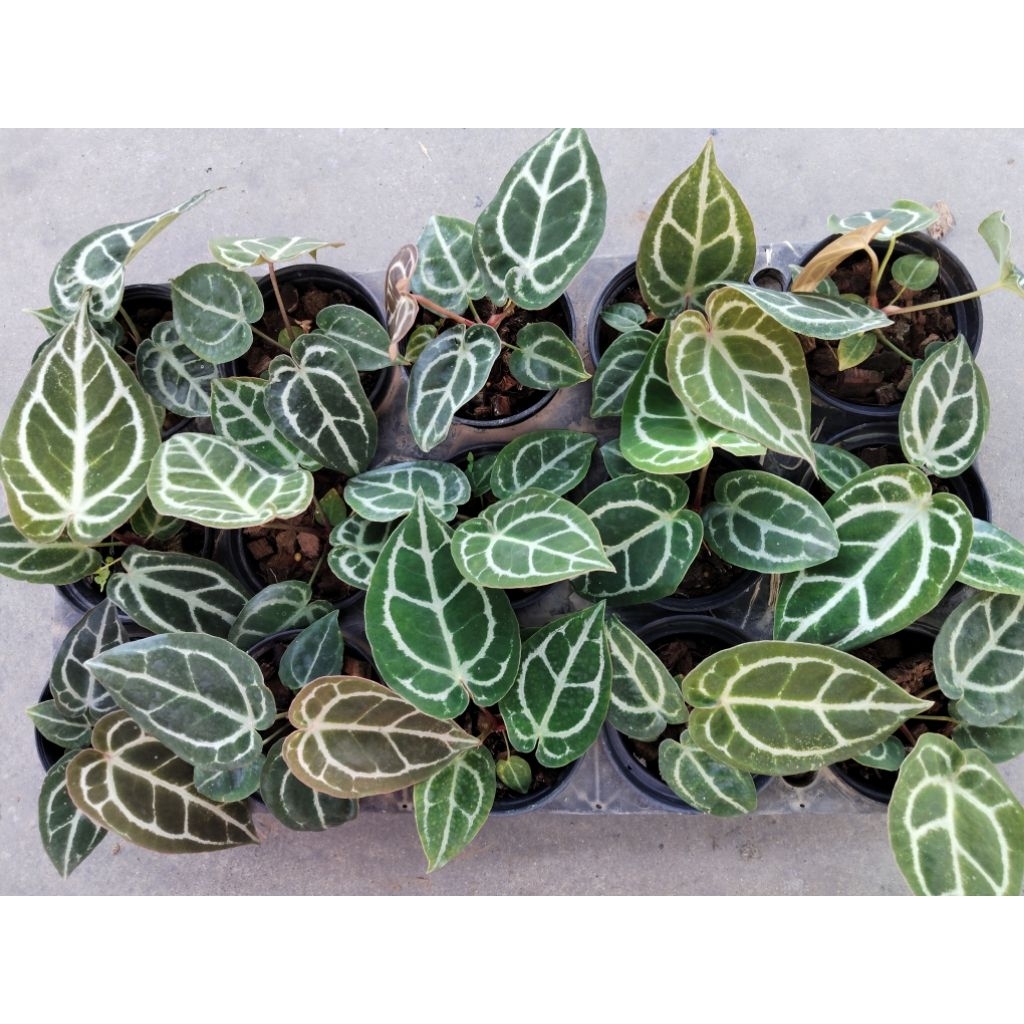 หน้าวัวใบลูกผสมคริสตัลลินัม 
Anthurium  crystallinum hybrid


