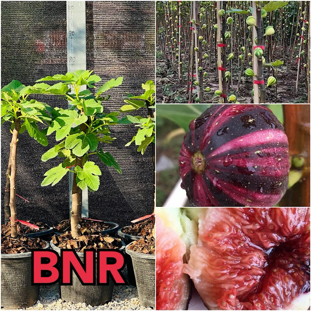 ต้นมะเดื่อฝรั่ง BNR อายุ 1 ปี สูง 60-70 ซม. ใส่กระถาง 10 นิ้ว ต้นใหญ่แข็งแรง พร้อมปลูก  ต้น fig BNR