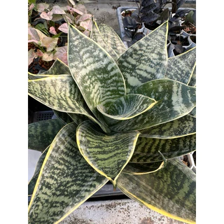 ลิ้นมังกรแคระ Snake Plant ต้นไม้ฟอกอากาศ ตั้งโต๊ะทำงาน ไม้ฟอกอากาศ