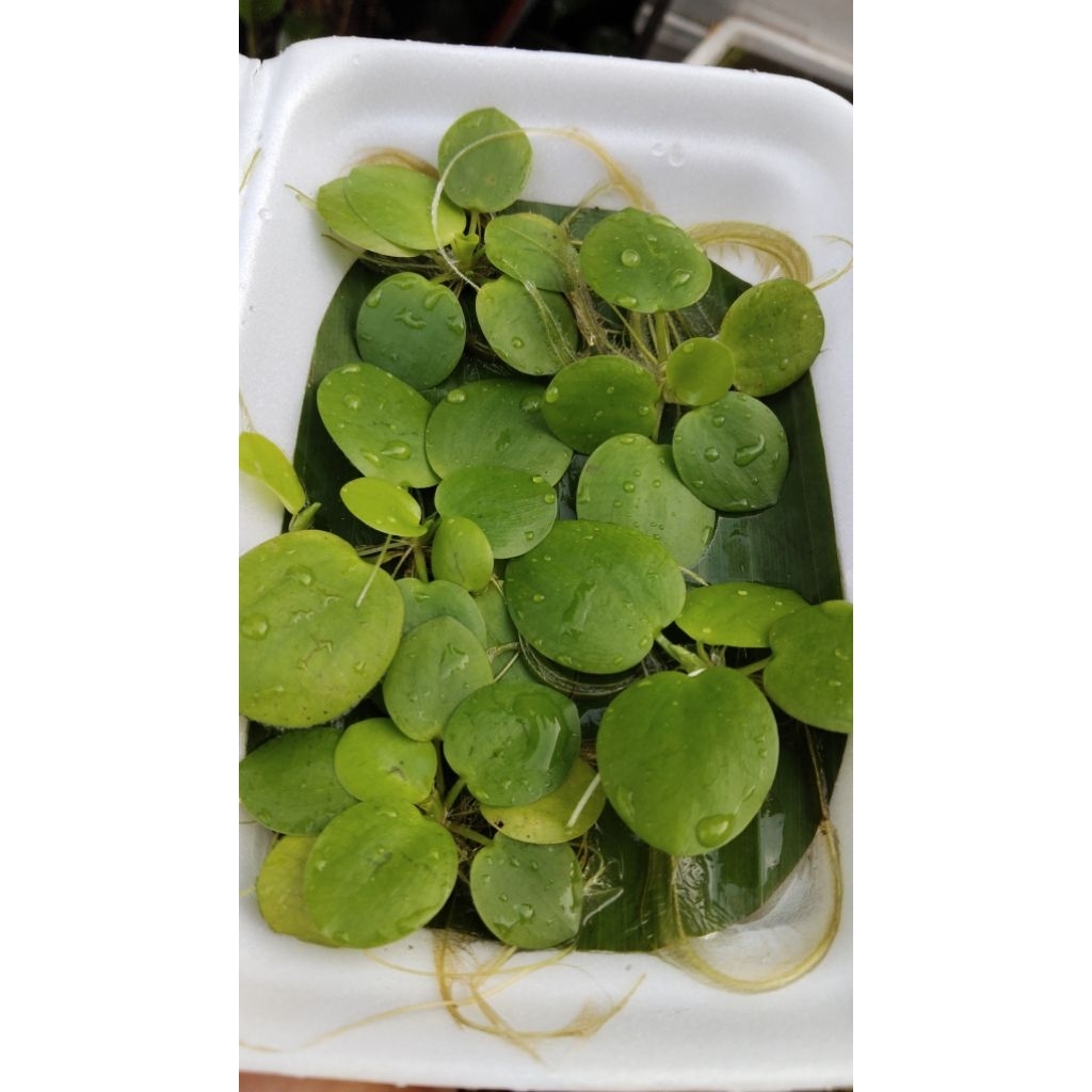 เซ็ทจอกเขียวญี่ปุ่น(5ดอก)(15ดอก+ดอกเล็ก)