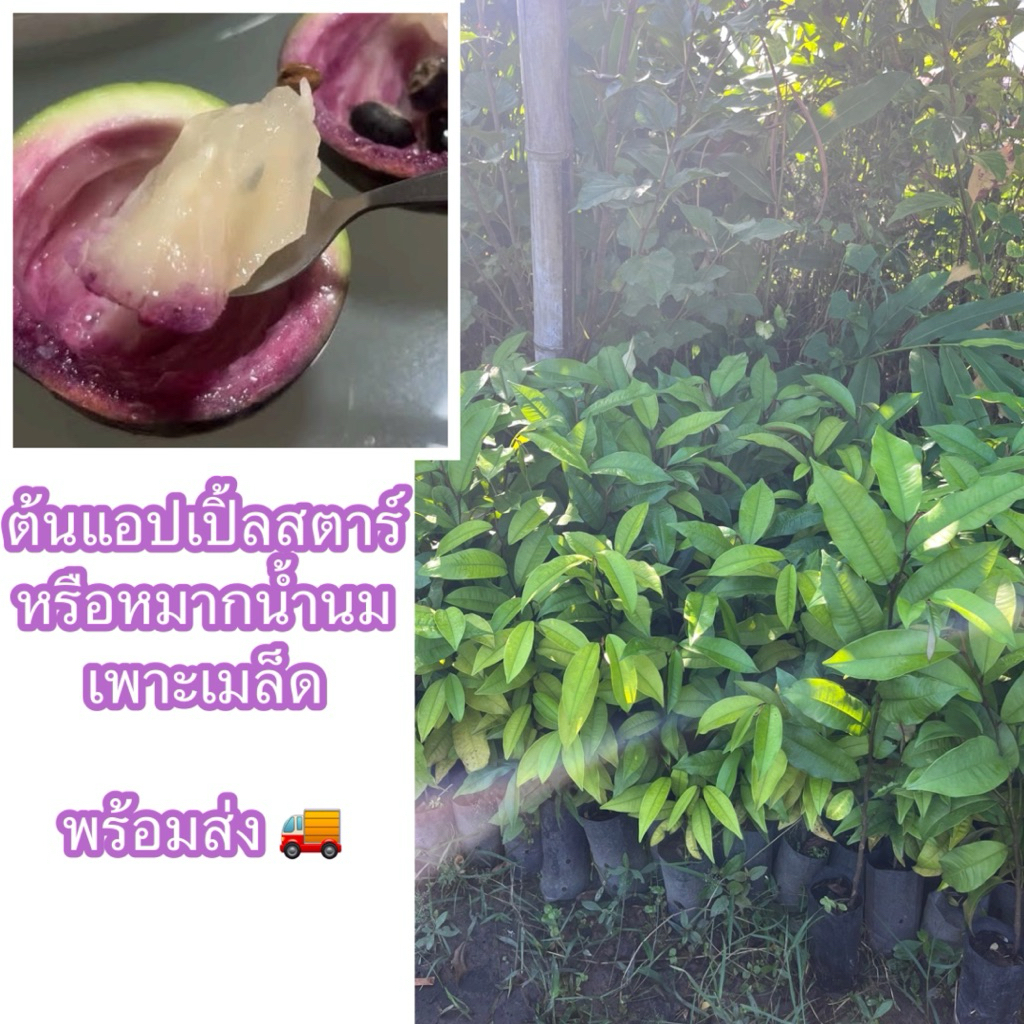 ต้นแอปเปิ้ลสตาร์หรือลูกน้ำนม เพาะเมล็ด ต้นสวยแข็งแรงพร้อมปลูก หากินยาก เนื้อมีรสหวานละมุนลิ้น ปลูกง่าย ตายยาก