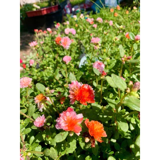 แหวนเพชรม่านไหม💥💥สีใหม่💥💥ครึ่งโล‼️ สำหรับคุณนายแหวนเพชร💍