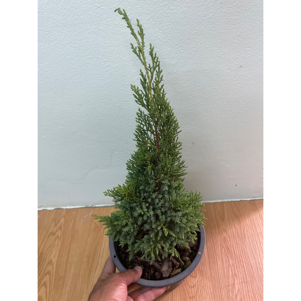 ต้นสนมังกร ไม้จัดสวน ไม้ประดับ กระถาง8” สูงรวมกระถาง40-50ซม.