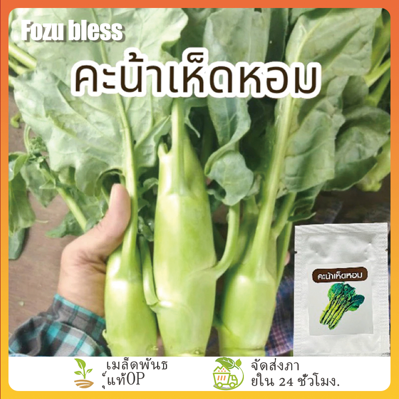 FOZU คะน้าเห็ดหอมยักษ์ เมล็ดพันธุ์คะน้าเห็ดหอม 400 เมล็ด ก้านยักษ์ อวบจริง อัตราการงอก 99 %