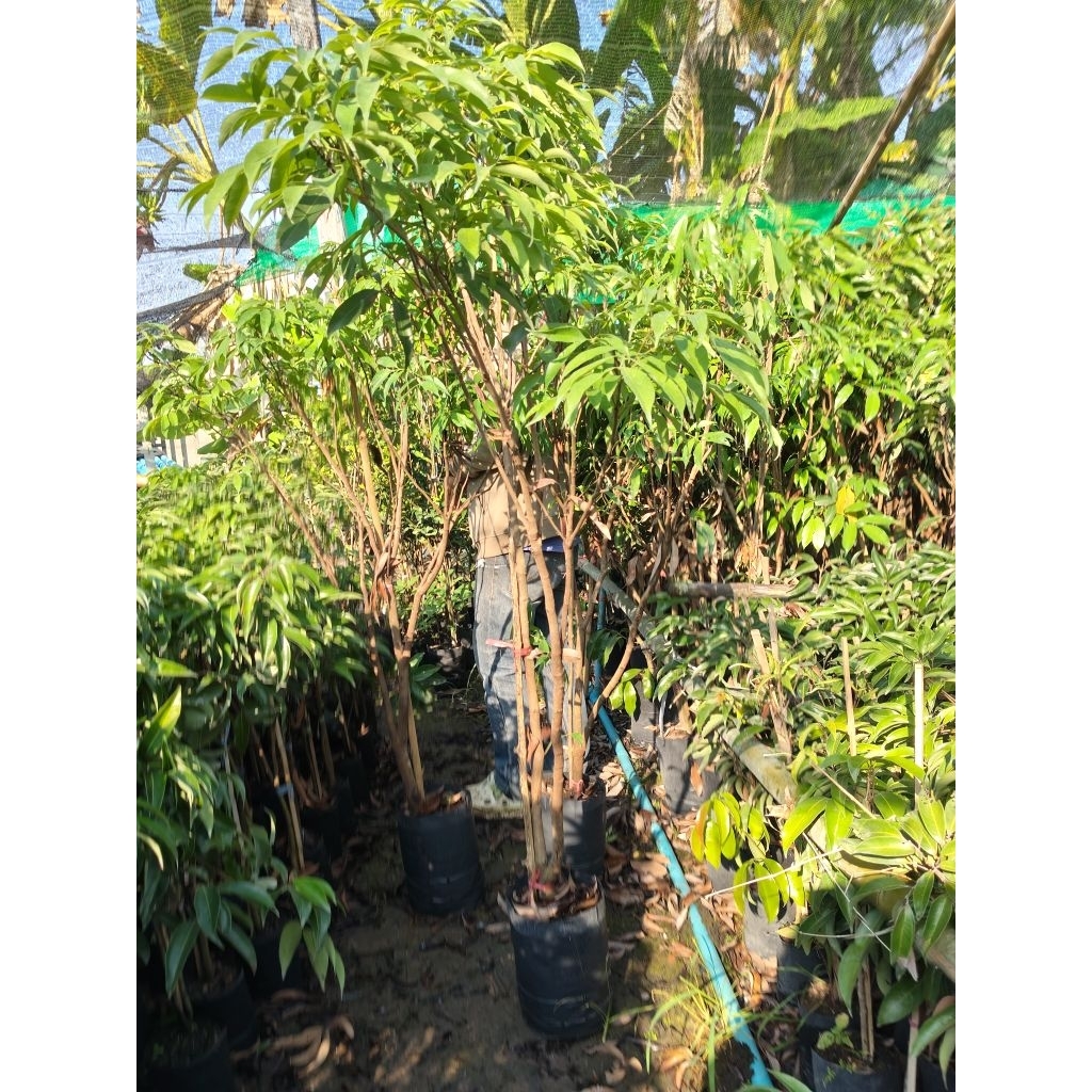 ต้นลิ้นจี่ค่อมหอมลำเจียก ต้นใหญ่1.3-1.7เมตร