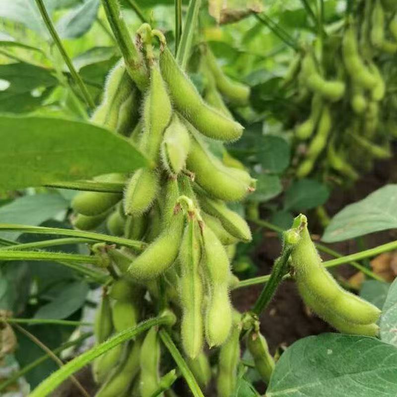 Green Soybean Edamame Seeds ถั่วแระญี่ปุ่น บรรจุ 10 เมล็ด Edamame Seeds Soybean Organic Vegetable Se
