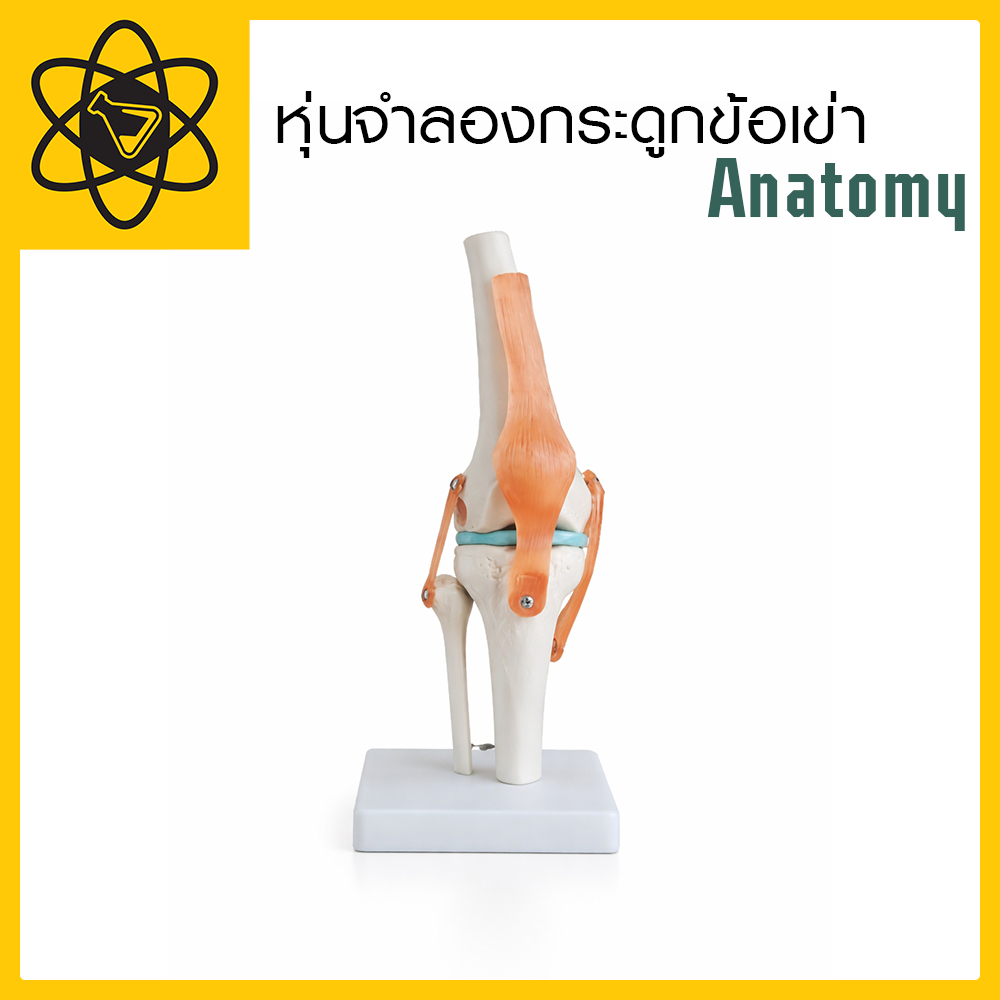 หุ่นจำลองกระดูกข้อเข่า Anatomy หุ่นฝึกทักษะทางการแพทย์
