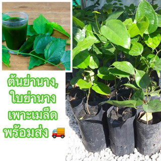 ต้นย่านางหรือใบย่านาง เพาะเมล็ด  ต้นสมบูรณ์แข็งแรง นิยมนำใบไ…