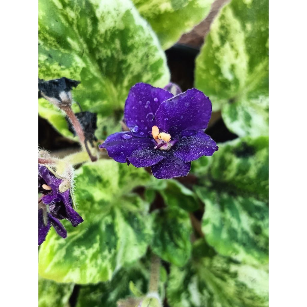 แอฟริกันไวโอเล็ตด่าง(African Violet Variegated)กระถาง6"