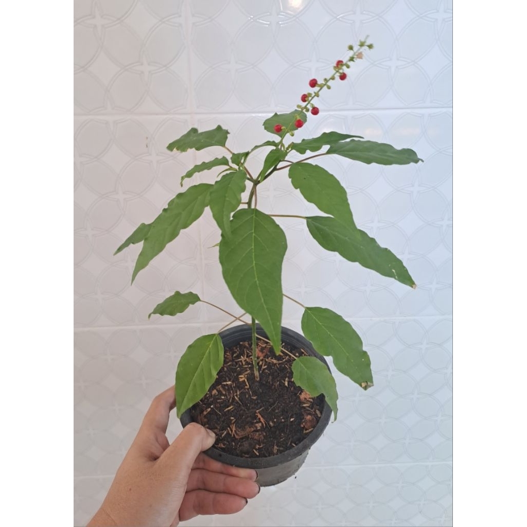 ต้นไม้ ● ต้นกล้า พริกฝรั่ง ปลูกแซมแนวรั้วเพิ่มสีสัน แต่งสวน มีดอกเล็กๆ สีขาวเป็นพวง มีผลเล็กๆ สีแดงน่ารัก (กินไม่ได้)