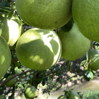 ส้มโอขาวใหญ่อัมพวา - กล่องกลาง