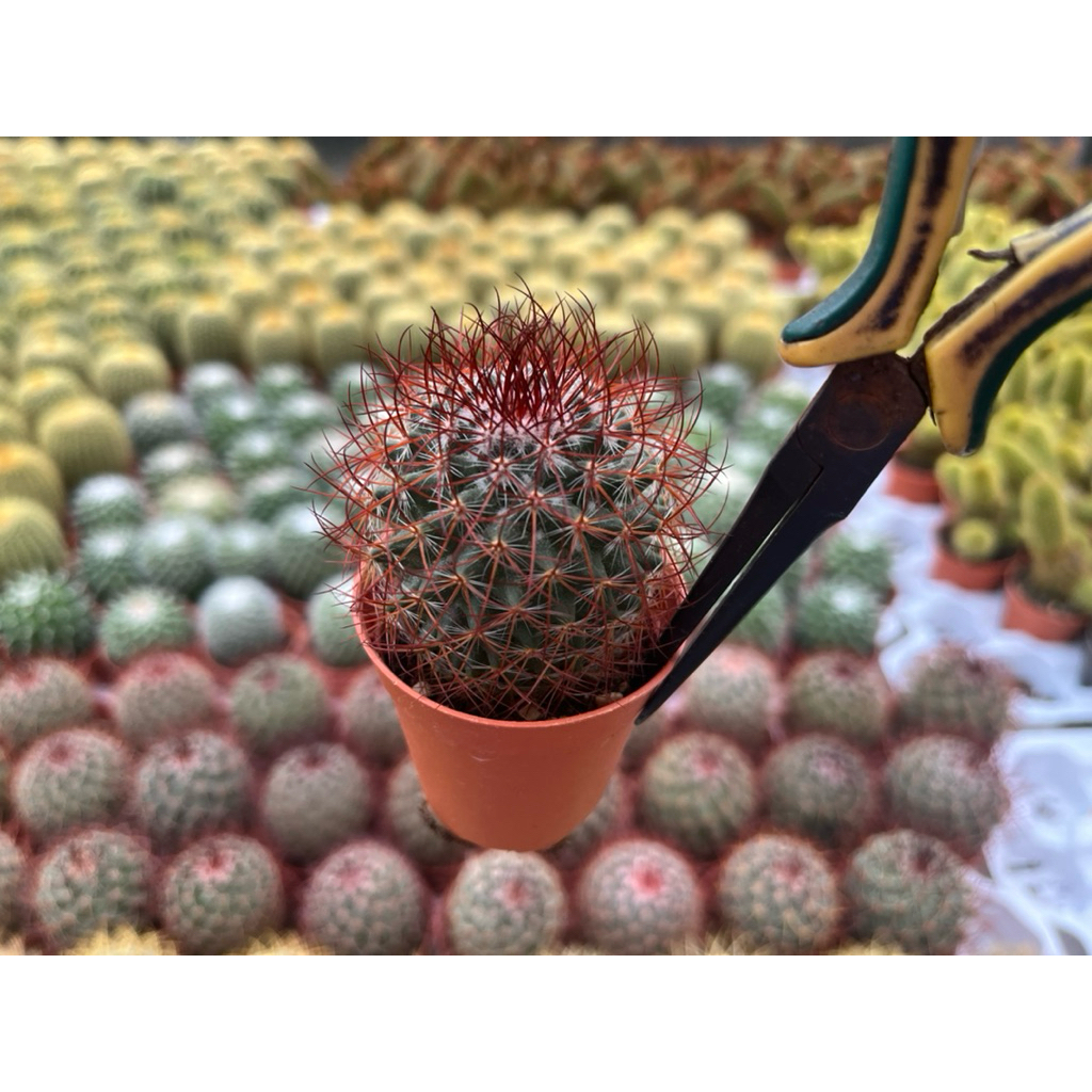 แมมมิราเรีย ซุปเปอร์เรด หนามแดงดอกชมพู