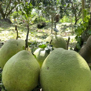 ส้มโอขาวใหญ่ ผิวธรรมชาติ จากสวน Size Jumbo : 1.9 - 2 kg