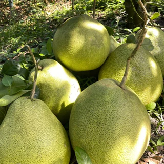 ส้มโอขาวใหญ่ ผิวธรรมชาติ จากสวน Size Jumbo : 1.9 - 2 kg