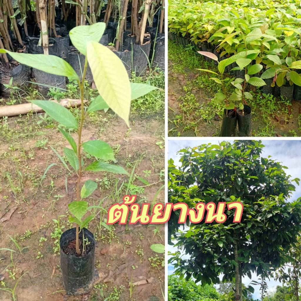 ต้นยางนา(ชุด 10 ต้น)  ถุงดำพร้อมปลูก ความสูง 30-40 ซม.