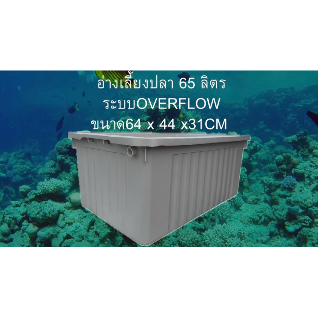 อ่างเลี้ยงปลา 65 ลิตร ระบบoverflow อ่างขาวท่อขาว น้ำจะล้นเมื่ออยู่ในระดับท่อ อ่างเลี้ยงปลาเมกาดะ อ่า