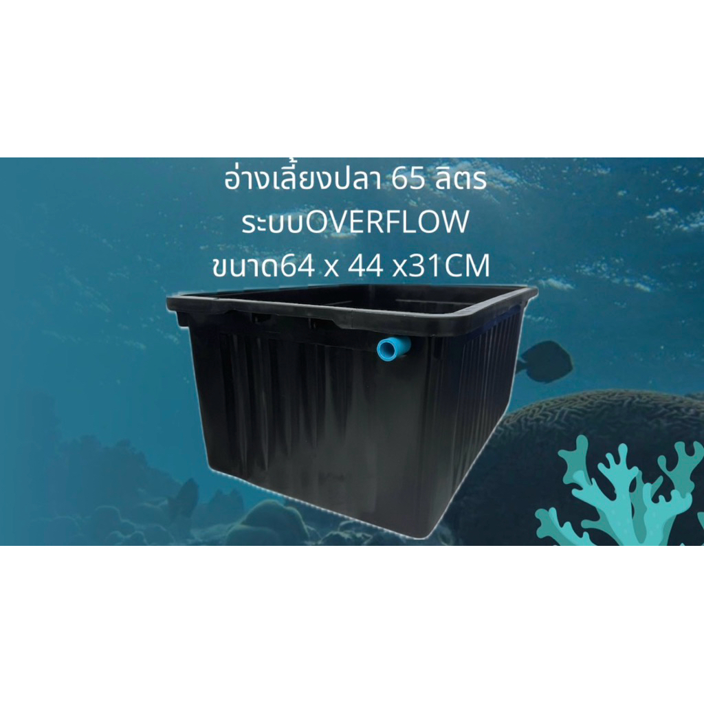 อ่างเลี้ยงปลา 65 ลิตร ระบบoverflow อ่างดำท่อฟ้า น้ำจะล้นเมื่ออยู่ในระดับท่อ อ่างเลี้ยงปลาหางนกยูง อ่