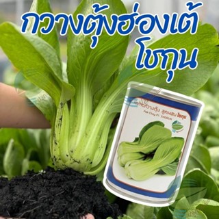 เมล็ดพันธุ์ กวางตุ้งฮ่องเต้ โชกุน ตราลูกโลก ( 100กรัม )