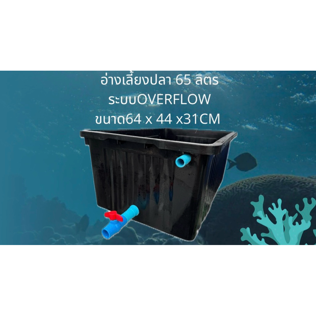 อ่างเลี้ยงปลา 65 ลิตร อ่างขาววาล์วขาว ระบบoverflow น้ำจะล้นเมื่ออยู่ในระดับท่อ อ่างเลี้ยงปลาเมกาดะ อ