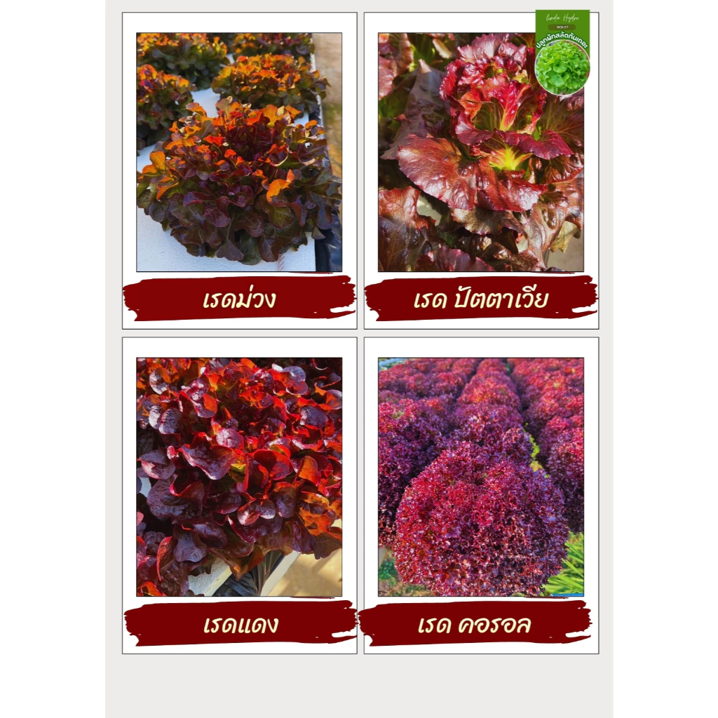เรดโอ๊ค เมล็ดผัก ตระกูล สีแดง เมล็ดพันธุ์ภายในปี รับประกันอัตราการงอก สายพันธุ์ดี