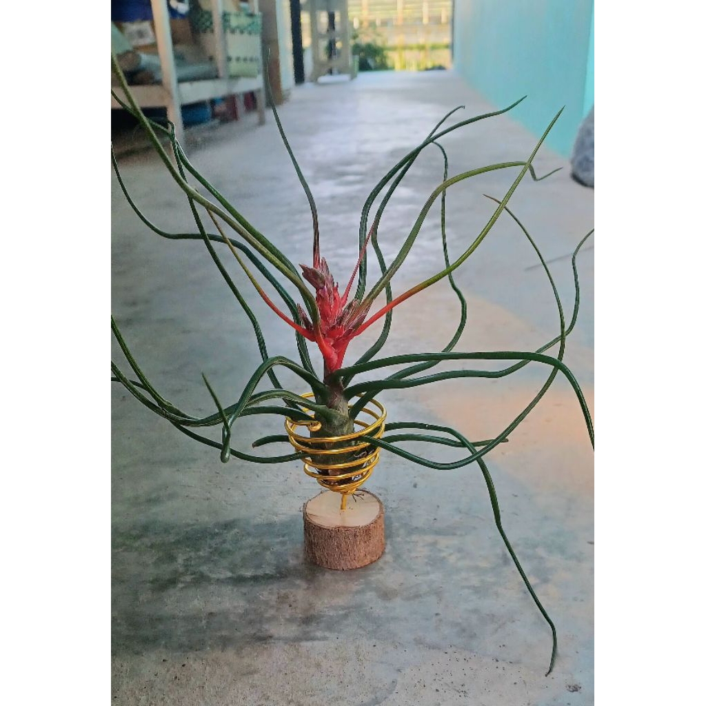 Tillandsia bulbosa airplants