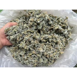 นางนวล 100 กรัม หญ้านางนวล หญ้าชิวคัก ออร์แกนิก