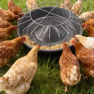 ถาดให้อาหารไก่ เป็ด ห่าน ขนาด 40 ซม. ถาดอาหารแบบกลม พร้อมฝาครอบตะแกรงเหล็ก มีช่องให้อาหาร 17 ช่อง