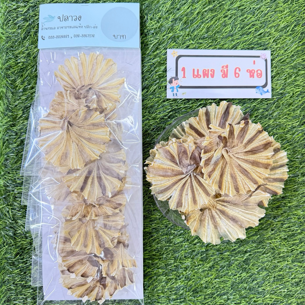 ปลาวงจิ๋ว ขายยกแผง ( 1 แผง มี 6 แพ็ค )