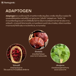 Plantogenic - 3IN1 Superfood Chocolate ช็อกโกแลตพร้อมชง เข้มข้น หอมนัว เพียง 70kCal ไม่เติมน้ำตาล (Plant-Based)