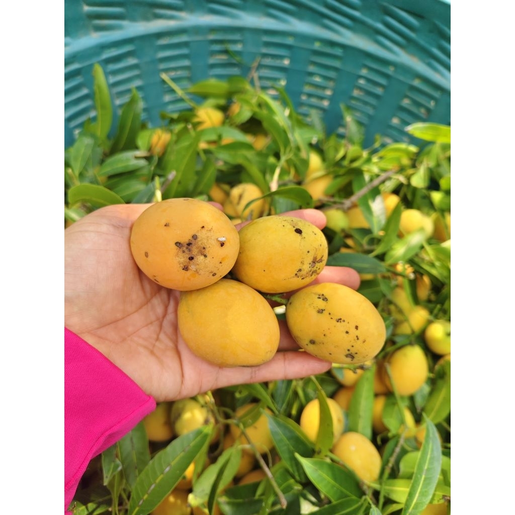 มะปรางหวาน บ้านแลง ระยอง✅เบอร์ผิวลาย✅ (ไม่มีผลต่อเนื้อข้างใน)ส่งตรงจากชาวสวน ขนาด1 กก.