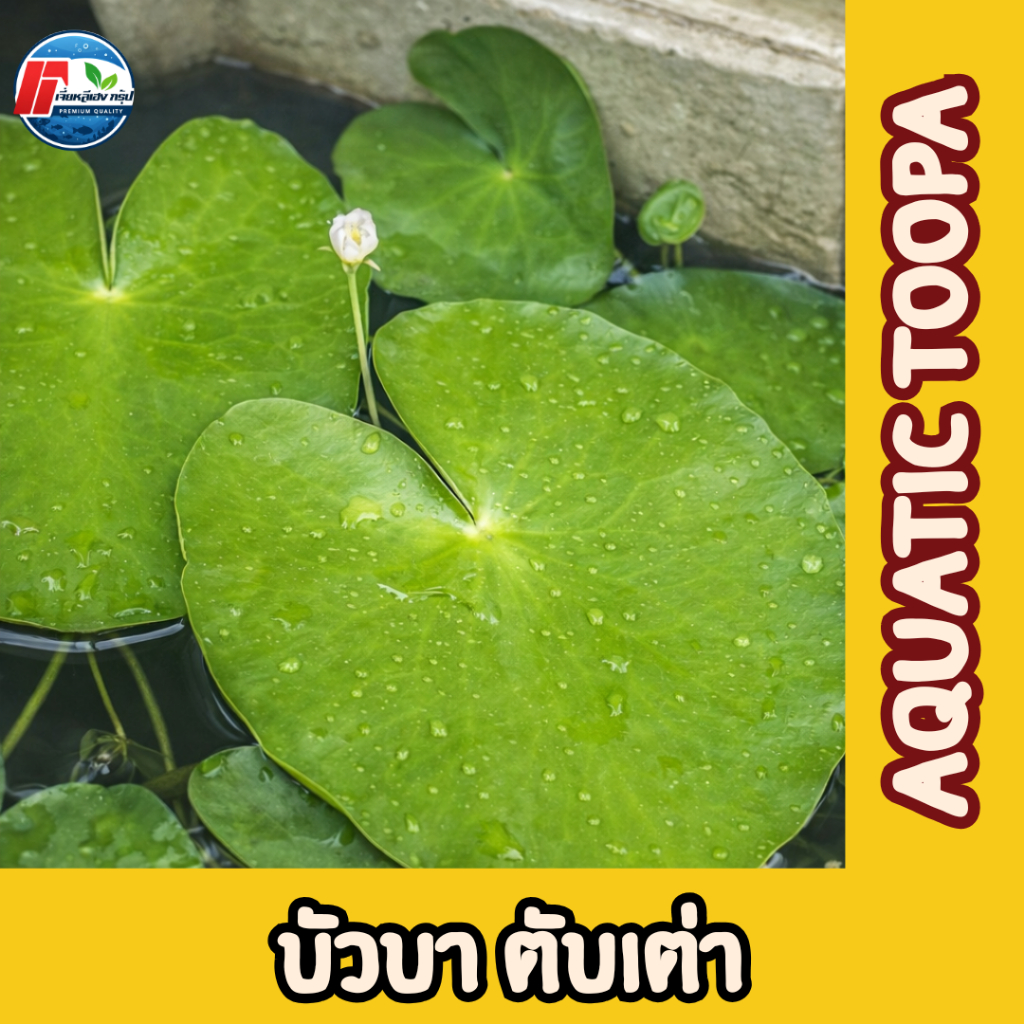 บัวบาพรีเมียม: ดอกบัวจิ๋วคัดพิเศษ ขนาดใหญ่เท่าฝ่ามือ!
