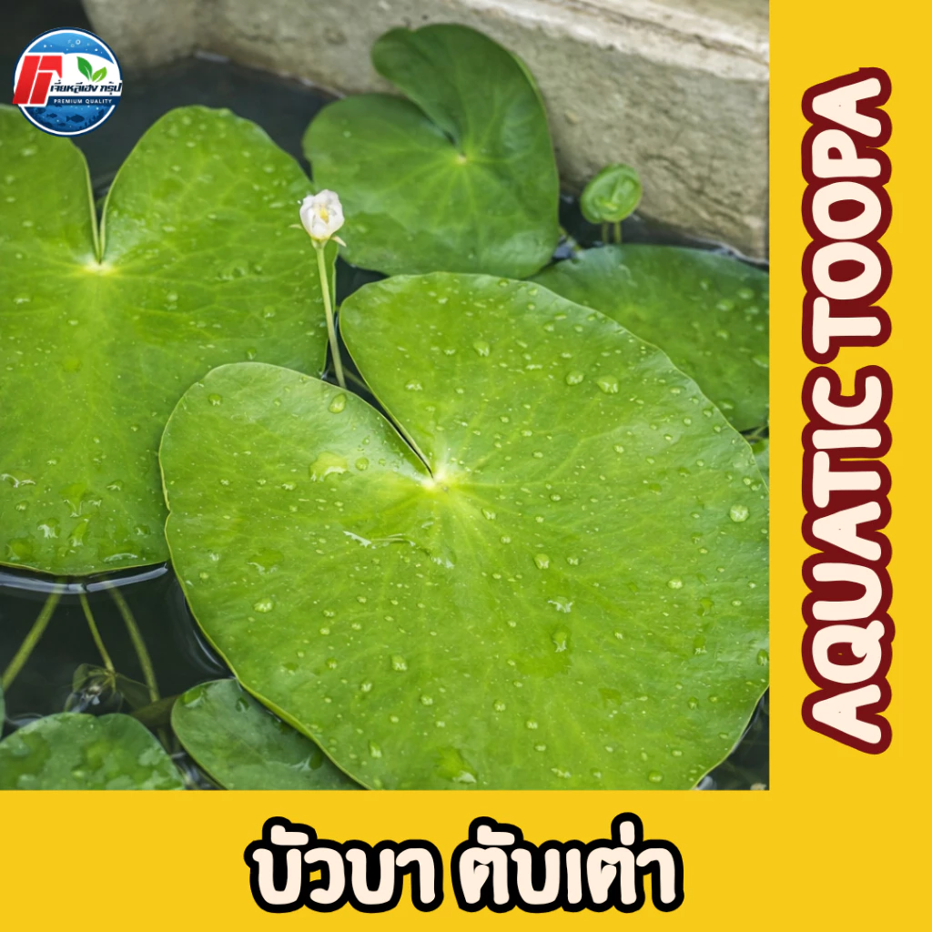 บัวบาพรีเมียม: ดอกบัวจิ๋วคัดพิเศษ ขนาดใหญ่เท่าฝ่ามือ!