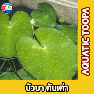 บัวบาพรีเมียม: ดอกบัวจิ๋วคัดพิเศษ ขนาดใหญ่เท่าฝ่ามือ!