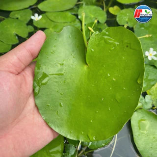 บัวบาพรีเมียม: ดอกบัวจิ๋วคัดพิเศษ ขนาดใหญ่เท่าฝ่ามือ!