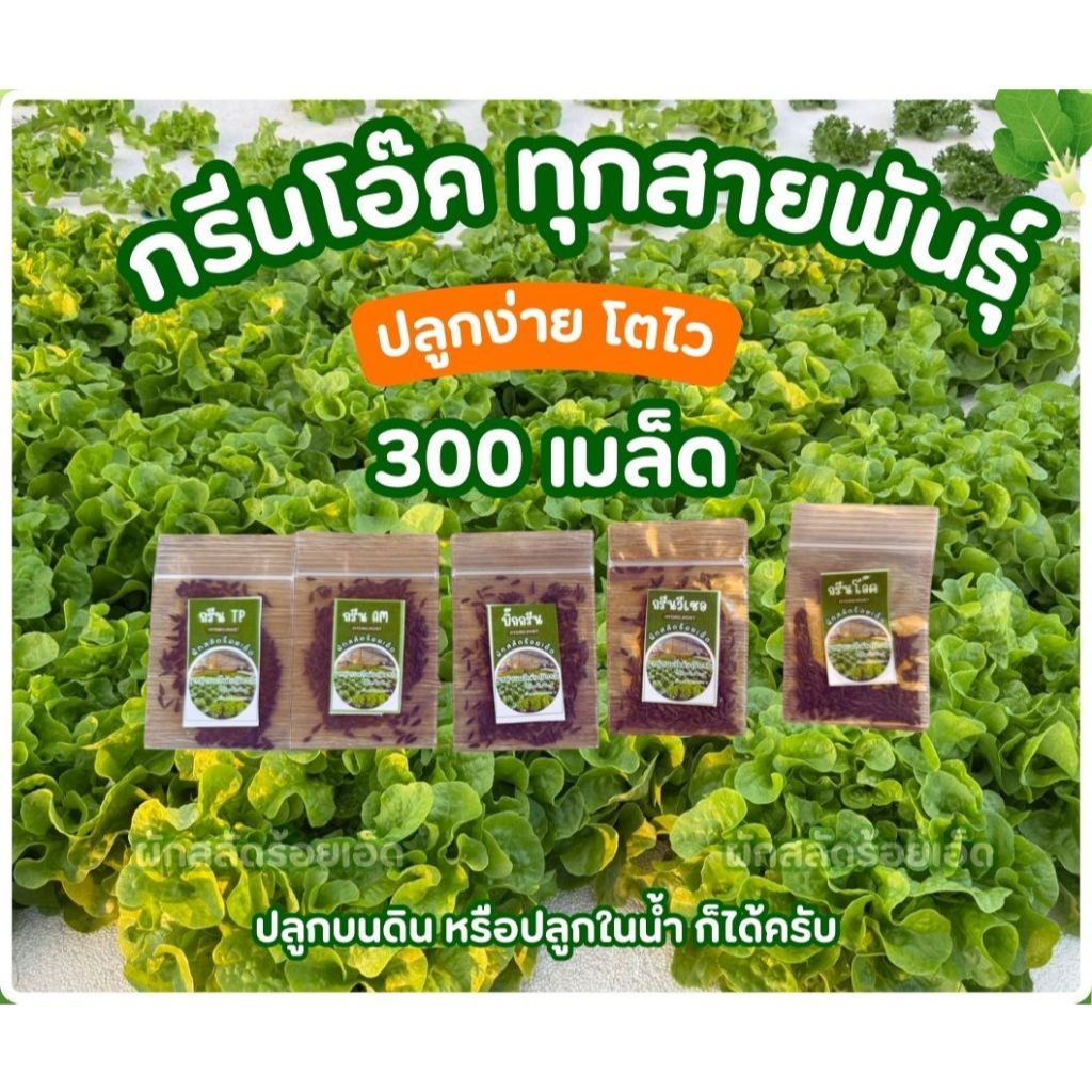 เม็ลดผัดสลัด ปี 69 300-400 เมล็ด  ทุกสายพันธุ์ หวานกรอบ ไม่ผิดหวัง