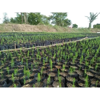 เมล็ดพันธ์ุหน่อไม้ฝรั่ง 700 เมล็ด (500 แถม 200 เมล็ด) 🌱เมล็ดพันธ์ุหน่อไม้ฝรั่ง Brock's Improved