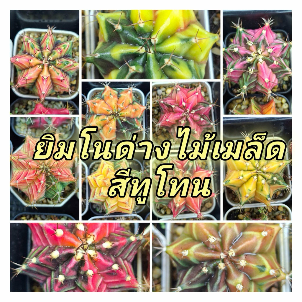 🌵กระบองเพชร แคคตัส ยิมโนด่าง สีทูโทน🌵 ในกระถาง2นิ้ว เลือกต้นได้ อัพเดทล่าสุด 12/05/2569