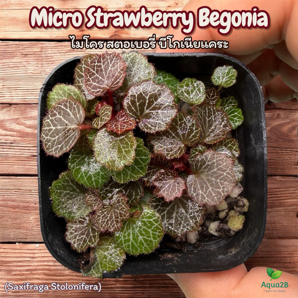 บีโกเนีย สตอเบอร์รี่ Micro Strawberry Begonia คัดเกรด จัดตู้ระบบชื้น Terrarium ใบจิ๋วน่ารัก คัดสีสวยพิเศษ
