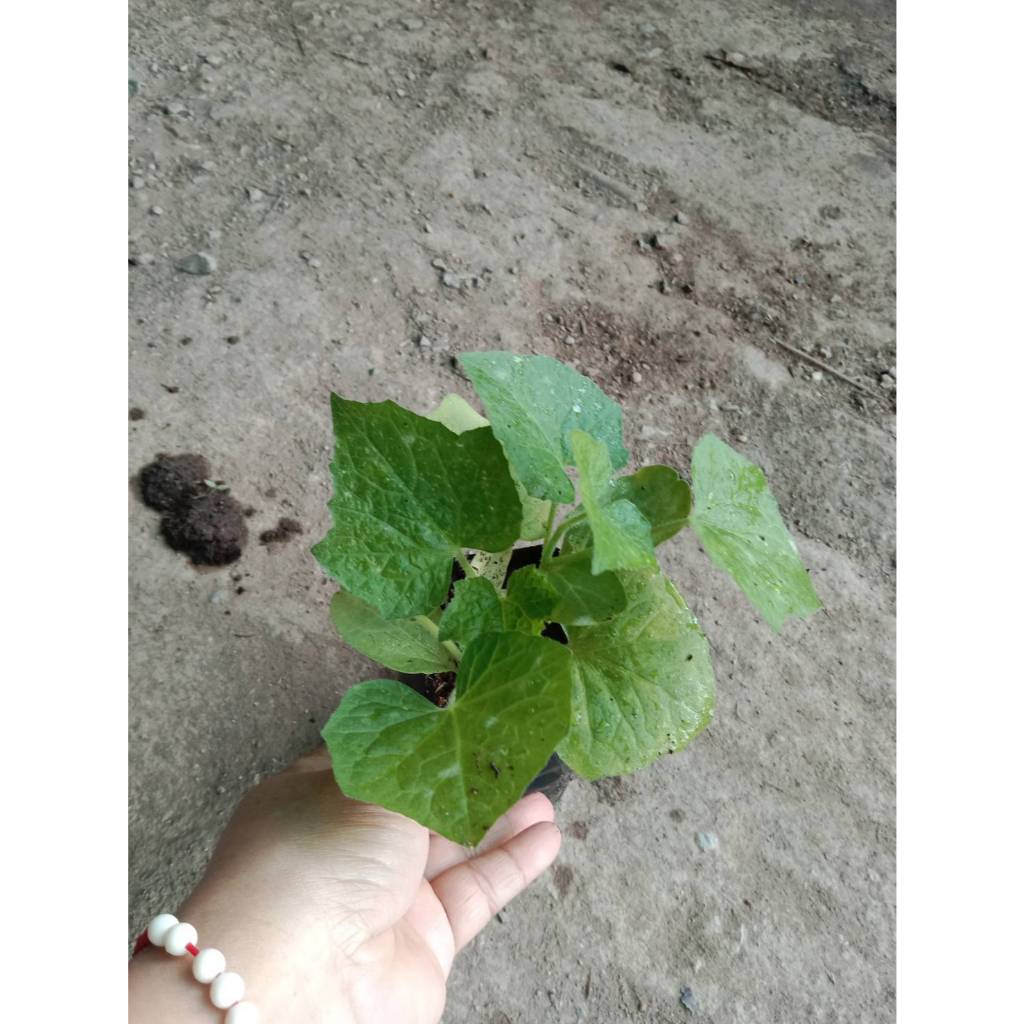 ต้นพันธุ์ ฟักหอม ฟักหม่น ฟักแฟง ถุงดำพร้อมปลูก 30 บาท ต้นกล้าฟักหอม หรือ ฟักหม่น Benincasa hispida