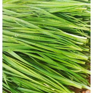 ผักกุยช่ายสดๆจากสวน ปลูกธรรมชาติหลังบ้าน ปลอดสารพิษ บรรจุ 50…