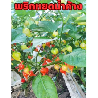 เมล็ดพริกหยดน้ำ ชุดทดลอง