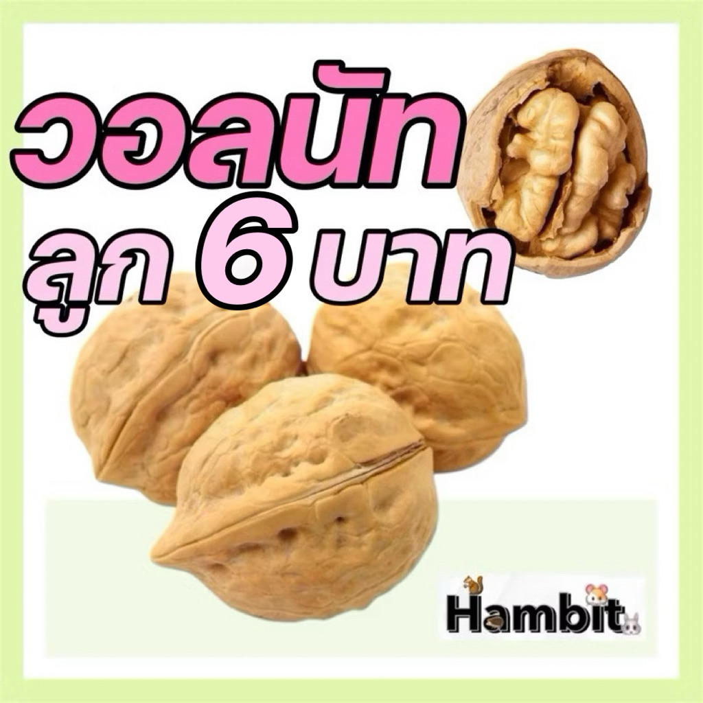 hambit. ลูกวอลนัท วอลนัทดิบมีเปลือก สำหรับสัตว์ฟันแทะ แฮมเตอร์ นก ชูการ์ กระรอกและสัตว์ฟันแทะ