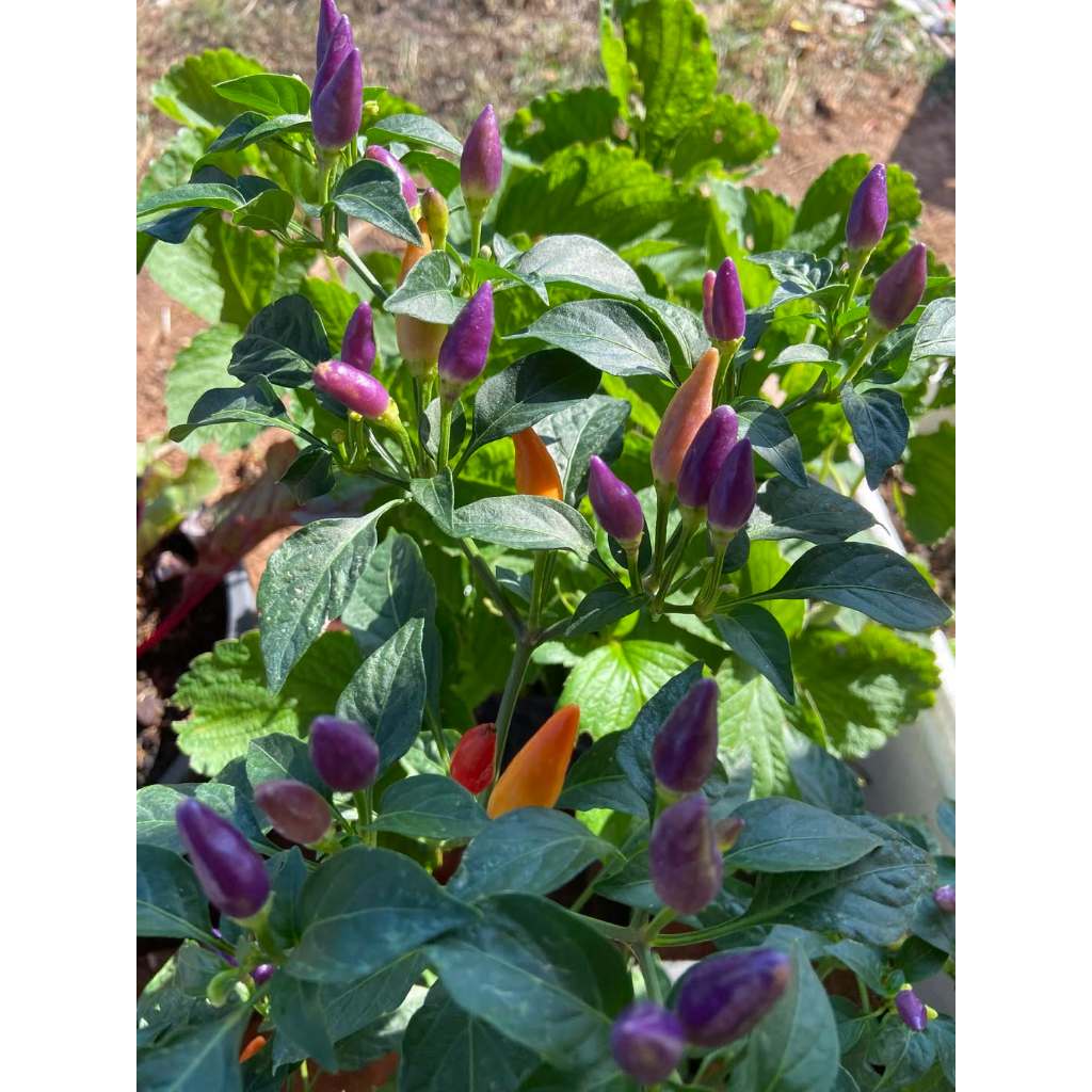 เมล็ดพันธุ์พริกเจ็ดสี พริกสายรุ้ง ประดับได้ ทานได้เผ็ดมาก 30-70 เมล็ด อินทรีย์ออแกนิค โตไว (ซื้อ 10 แถม 1 ) - รูปที่ 6