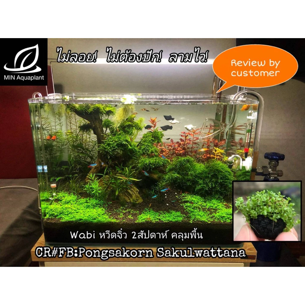 [MIN] Wabi วาบิเพิลกลาส ไม้พื้นยอดนิยม แค่ฝัง วางจบ ไม่ลอย no co2ได้ไม่ตุย thumbnail 7